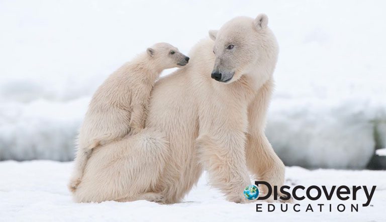 PolarBear